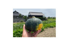 茨城県日立市「ベストセレクションひたち」認定　茂宮かぼちゃ5kg箱　(3～5個入り)【1629068】
