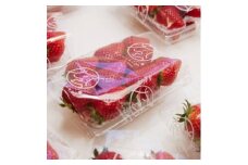 ＜2026年1月より順次発送予定＞風早いちご園 とちおとめ レギュラー 250g×12パック【1647795】