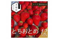 ＜2026年1月より順次発送予定＞風早いちご園 とちおとめ レギュラー 250g×12パック【1647795】