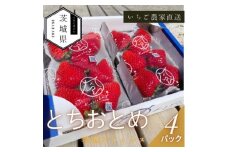 ＜2026年1月順次発送＞風早いちご園 とちおとめ 特選デラックス 4パック【1647798】