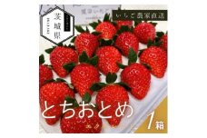 ＜2026年1月より順次発送予定＞風早いちご園 とちおとめ エクセレント 1箱(12粒or15粒)【1647799】