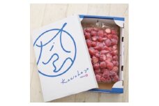 風早いちご園 とちおとめ 冷凍いちご1kg 真空冷凍 長期保存【1647800】