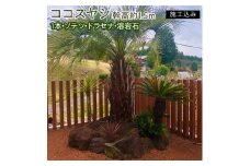 ココスヤシ　幹高約1.5m１本・ソテツ・ドラセナ・溶岩石【施工込み】【ヤシの木 ヤシ リゾート ガーデン 自宅 別荘 南国 庭木 観葉植物 水戸市 茨城県 リゾートガーデン】（AU-2）