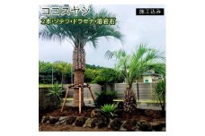 ココスヤシ　２本・ソテツ・ドラセナ・溶岩石【施工込み】【ヤシの木 ヤシ リゾート ガーデン 自宅 別荘 南国 庭木 観葉植物 水戸市 茨城県 リゾートガーデン】（AU-3）