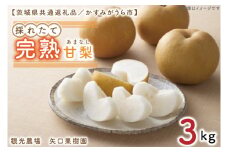 【8月中旬より発送】【数量限定】採れたて完熟甘梨（なし）約3kg【茨城県共通返礼品／かすみがうら市】【茨城県 水戸市 ふるさと納税 果物 くだもの フルーツ 梨 ナシ なし 採れたて 新鮮 完熟 期間限定 共通返礼品】（FW-11）