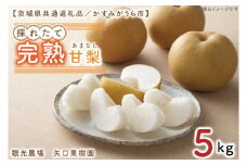 【8月中旬より発送】【数量限定】採れたて完熟甘梨（なし）5kg【茨城県共通返礼品／かすみがうら市】【茨城県 水戸市 ふるさと納税 果物 くだもの フルーツ 梨 ナシ なし 採れたて 新鮮 完熟 期間限定 共通返礼品】（FW-12）