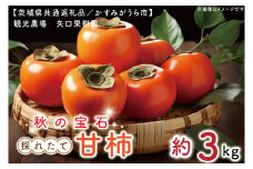 【10月より順次発送】【数量限定】秋の宝石。採れたての甘柿3kg【茨城県共通返礼品／かすみがうら市】【茨城県 水戸市 果物 くだもの フルーツ 柿 かき カキ 期間限定】（FW-5）