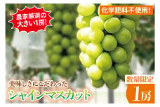 【8月以降発送】糖度20～22度！農家厳選の大きい１房！美味しさにこだわったシャインマスカット１房（約1kg）【農家直送 化学肥料不使用 果物 フルーツ 葡萄 ぶどう ブドウ 厳選】（GG-1-1）