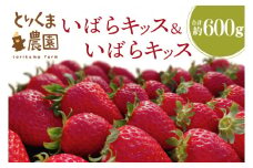 【2025年1月下旬発送開始】 完熟『いばらキッス』 約600g(約300g x 2パック)【いちご 苺 イチゴ フルーツ 果物 くだもの とりくま農園 茨城県 水戸市 20000円以内 2万円以内】（GN-5）