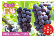 【2025年8月下旬より順次発送】巨峰 約3kg（7～10房）【茨城県共通返礼品/石岡市】【茨城県 巨峰 ブドウ ぶどう フルーツ 果物 くだもの 濃厚 種あり 20000円以内 2万円以内】(IT-13)