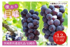 【2025年8月下旬より順次発送】巨峰 約1.2kg（3～4房）【茨城県共通返礼品/石岡市】【茨城県 巨峰 ブドウ ぶどう フルーツ 果物 くだもの 濃厚 種あり 10000円以内 1万円以内】（IT-11）