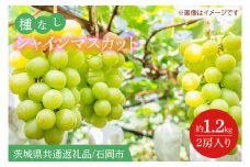【2025年9月より順次発送】シャインマスカット 約1.2kg（2房）【茨城県共通返礼品/石岡市】【葡萄 ぶどう マスカット フルーツ 果物 くだもの 茨城県 10000円以内 1万円以内】(IT-14)