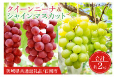 【2025年9月より順次発送】クインニーナ ＆ シャインマスカット 詰め合わせ 約2kg【茨城県共通返礼品/石岡市】【葡萄 ぶどう マスカット フルーツ 果物 くだもの 水戸市 茨城県】(IT-18)