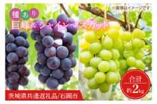 【2025年9月より順次発送】シャインマスカット＆巨峰（種あり）セット 合計約2kg【茨城県共通返礼品/石岡市】【葡萄 ぶどう マスカット フルーツ 果物 くだもの 茨城県 15000円以内】（IT-17）