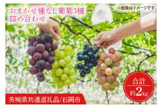 【2025年9月より順次発送】おまかせ 種なし葡萄 3種 詰め合わせ 約2kg【茨城県共通返礼品/石岡市】【葡萄 ぶどう フルーツ 果物 くだもの 水戸市 茨城県】(IT-20)