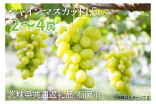 【先行予約】【2025年9月以降発送】シャインマスカット 約1.5kg【茨城県共通返礼品/石岡市】【水戸市 茨城県 シャインマスカット マスカット ブドウ ぶどう 葡萄 フルーツ 果物 甘い】（IU-8）