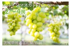 シャインマスカット 約1.5kg【茨城県共通返礼品/石岡市】【水戸市 茨城県 シャインマスカット マスカット ブドウ ぶどう 葡萄 フルーツ 果物 甘い】（IU-8）