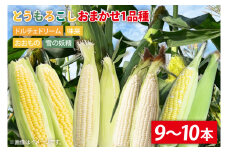【6月下旬より発送】【数量限定】とうもろこし おまかせ1品種（9～10本）【朝採れ とうもろこし トウモロコシ コーン 期間限定 ドルチェドリーム おおもの 味来 雪の要請 おまかせ 採れたて 甘い 茨城県 水戸市】（IW-1）