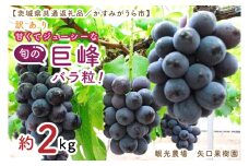 【8月より順次発送】【数量限定】訳あり バラ粒 箱込み2kg 甘くてジューシーな旬の巨峰【茨城県共通返礼品／かすみがうら市】【茨城県 水戸市 果物 くだもの フルーツ 巨峰 きょほう バラ粒 先行予約】（FW-16）