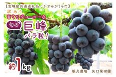 【8月より順次発送】【数量限定】訳あり バラ粒 箱込み1㎏ 甘くてジューシーな旬の巨峰【茨城県共通返礼品／かすみがうら市】【茨城県 水戸市 果物 くだもの フルーツ 巨峰 きょほう バラ粒 先行予約】（FW-17）