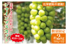 【8月以降発送】糖度約20～22度！美味しさにこだわったシャインマスカット　約500g×4房　計約2kg【農家直送 化学肥料不使用 果物 フルーツ 葡萄 ぶどう ブドウ 厳選】（GG-6）
