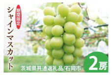 【2025年9月以降順次発送】【先行予約】シャインマスカット２房【茨城県共通返礼品/石岡市】【農家直送 果物 くだもの 甘い 糖度 人気 フルーツ 葡萄 ぶどう ブドウ マスカット 種なし 減農薬 安全 安心 厳選 茨城県 20000円以内 2万円以内】（KS-1）