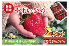 【2026年1月中旬以降発送】【数量限定】【朝採れ】いちご やよいひめ特選2パック【茨城県共通返礼品／石岡市】【果物 くだもの フルーツ 苺 イチゴ 完熟 甘い 農家直送】（KU-12）