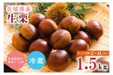 【数量・期間限定】茨城県産生栗 すべて大粒2L～4L 1.5kg 低温熟成で糖度2～3倍【くり 栗 焼き栗 渋皮煮 栗きんとん 栗ご飯 秋 茨城県産 果物 果樹 水戸市 （HG-4）