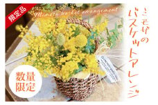 【3月以降発送・数量限定】ミモザのバスケットアレンジ（限定品）【インテリア おしゃれ 壁飾り プレゼント お花 ギフト ナチュラル アレンジ フラワーアレンジ 水戸市 水戸 茨城県 10000円以内 1万円以内】（KW-4）