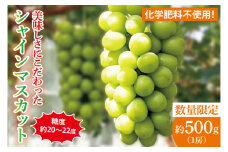 糖度約20～22度！美味しさにこだわったシャインマスカット（約500g）1房 化学肥料不使用 農家直送【葡萄 ぶどう マスカット フルーツ 果物 くだもの 水戸市 水戸 茨城県】（GG-20）