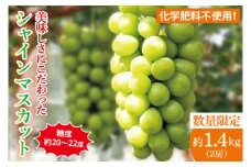 【先行予約】【2025年9月以降発送】糖度約20～22度！美味しさにこだわったシャインマスカット（約1400g）2房 化学肥料不使用 農家直送【葡萄 ぶどう マスカット フルーツ 果物 くだもの 水戸市 水戸 茨城県 20000円以内 2万円以内】（GG-14）