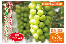 【先行予約】【2025年9月以降発送】糖度約20～22度！美味しさにこだわったシャインマスカット（約3000g）3～5房 化学肥料不使用 農家直送【葡萄 ぶどう マスカット フルーツ 果物 くだもの 水戸市 水戸 茨城県 40000円以内 4万円以内】（GG-16）