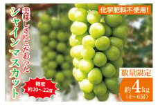 【先行予約】【2025年9月以降発送】糖度約20～22度！美味しさにこだわったシャインマスカット（約4000g）4～6房 化学肥料不使用 農家直送【葡萄 ぶどう マスカット フルーツ 果物 くだもの 水戸市 水戸 茨城県 60000円以内 6万円以内】（GG-17）