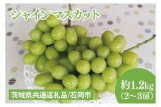 【先行予約】【2025年９月上旬～10月中旬発送】シャインマスカット約1.2kg（２～３房）【茨城県共通返礼品/石岡市】（MF-5）