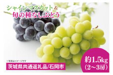 【先行予約】【2025年９月上旬～10月中旬発送】シャインマスカットと旬の種なしぶどう　1.5kg（２～３房）【茨城県共通返礼品/石岡市】【シャインマスカット ブドウ 巨峰 ビオーネ 伊豆錦 ゴルビー セット 安芸クイーン フルーツ 果物 くだもの 水戸市 水戸】（MF-3）