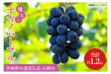 【2025年8月より順次発送】ナガノパープル 約1.2kg【茨城県共通返礼品/石岡市】【葡萄 ぶどう フルーツ 果物 くだもの 水戸市 茨城県】(IT-21)