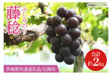 【2025年8月より順次発送】藤稔（ふじみのり） 約2kg【茨城県共通返礼品/石岡市】【葡萄 ぶどう フルーツ 果物 くだもの 水戸市 茨城県】(IT-23)