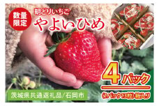 【2026年1月中旬以降発送】【数量限定】【朝採れ】いちご やよいひめ3L 4パック【茨城県共通返礼品／石岡市】【朝どり 果物 くだもの フルーツ 苺 イチゴ 完熟 甘い 農家直送】（KU-3）