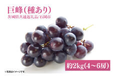【2025年9月初旬より順次発送】【数量限定】巨峰(種あり) 約2kg(4～6房)【茨城県共通返礼品/石岡市】【茨城県 巨峰 ブドウ ぶどう フルーツ 果物 くだもの 濃厚 種あり 10000円以内 1万円以内】（MH-1）