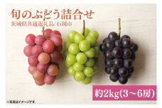 【2025年9月初旬より順次発送】【数量限定】旬のぶどう詰合せ 色とりどり 約2kg(3～6房)【茨城県共通返礼品/石岡市】【茨城県 巨峰 シャインマスカット ブドウ ぶどう フルーツ 果物 くだもの 濃厚 種あり 20000円以内 2万円以内】（MH-2）
