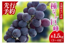 【2025年9月上旬より順次発送】【数量限定】種なし巨峰 約1.5キロ（３～４房）【茨城県 巨峰 ブドウ ぶどう フルーツ 果物 くだもの 濃厚 種あり 15000円以内 1万五千円以内】（MA-1）