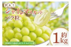 【9月より順次発送】【数量限定】訳あり バラ粒 箱込み1㎏ シャインマスカット【茨城県共通返礼品／かすみがうら市】【茨城県 水戸市 果物 くだもの フルーツ ブドウ ぶどう 葡萄 マスカット シャインマスカット 期間限定】（FW-9）
