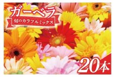 旬の水戸市常澄のガーベラ カラフルミックス20本【ガーベラ 産直 サプライズ フラワーアレンジ 花 お花 贈り物 誕生日 母の日 彼女にプレゼント 水戸市 茨城県】（DR-130）
