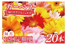 【12ヶ月定期便】旬の水戸市常澄のガーベラ カラフルミックス20本【ガーベラ 産直 サプライズ フラワーアレンジ 花 お花 贈り物 誕生日 母の日 彼女にプレゼント 水戸市 茨城県】（DR-131）