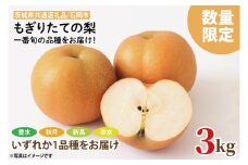 【8月下旬より発送】【数量限定】もぎりたての梨！3kg！一番旬の品種をお届け！（豊水・秋月・新高・幸水いずれか1品種）【茨城県共通返礼品/石岡市】【果物 くだもの フルーツ ナシ なし もぎたて 新鮮 旬 お取り寄せ 期間限定 茨城県 水戸市 】（KR-3）