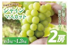 【9月中旬より順次発送】糖度に驚く、贅沢な甘み！水戸市産シャインマスカット ２房 約1kg～1.3kg【葡萄 ぶどう マスカット フルーツ 果物 くだもの  水戸市 茨城県 】(NL-1)