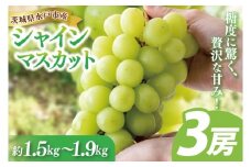 【9月中旬より順次発送】糖度に驚く、贅沢な甘み！水戸市産シャインマスカット ３房 約1.5kg～1.9kg 【葡萄 ぶどう マスカット フルーツ 果物 くだもの  水戸市 茨城県 】(NL-2)