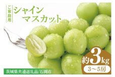 【先行予約】【数量限定】【2025年９月上旬～10月中旬発送】シャインマスカット家庭用約３kg（３～５房）【茨城県共通返礼品/石岡市】（MF-10）