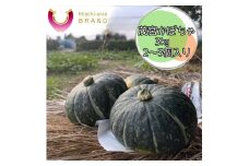 ベストセレクションひたち認定　茂宮かぼちゃ　3kg　2～3個入り＜2025年6月20日出荷開始～2025年7月15日出荷終了＞【 野菜 茨城県 日立市 】