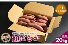 生芋　20kg　S～Lサイズ混合　2箱 いも長 | さつまいも いも 生いも 紅はるか 国産
※着日指定不可
※離島への配送不可
※2024年11月下旬～2025年9月下旬頃に順次発送予定